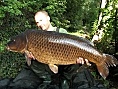 James, 31st Jul 2011<br />1.PB 38lbs 13oz common
